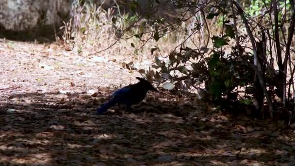 Jest Blue Jay Albo Jak Niektórzy Mówią Scrub Jay Ale — Wideo stockowe