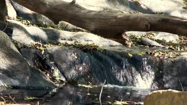 在这里 我们关闭了一个小瀑布从一条小溪在绿谷瀑布营地 加利福尼亚州 奎亚马卡 — 图库视频影像