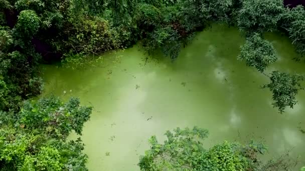 Yağmur Mevsiminde Derin Yeşil Ormanın Ormanın Havadan Görünüşü — Stok video
