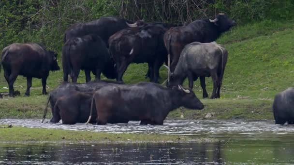 Een Kudde Waterbuffels Die Een Rivier Oversteken Het Lake Kerkini — Stockvideo