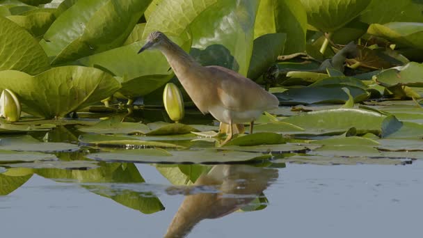 Egy Squacco Heron Ardeola Ralloides Még Mindig Tökéletesen Lesi Zsákmányát — Stock videók