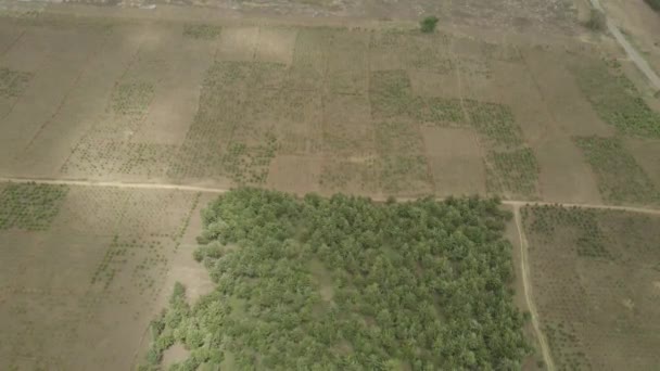 Luftbild Das Über Der Ländlichen Unkultivierten Afrikanischen Graslandschaft Birdseye Fliegt — Stockvideo