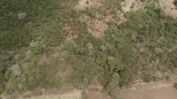 Kilimanjaro Slope Woodland Forest Aerial View Kenyan Rural Birdseye Forward — 图库视频影像