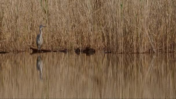 Серая Цапля Ardea Cinerea Стоит Месте Преследуя Добычу Краю Тростникового — стоковое видео