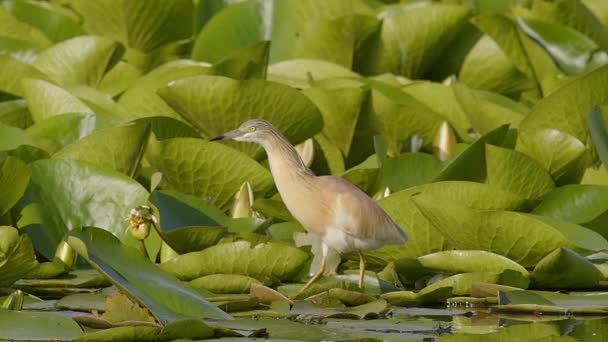 Statisch Schot Van Een Squacco Reiger Ardeola Ralloides Stalkend Een — Stockvideo