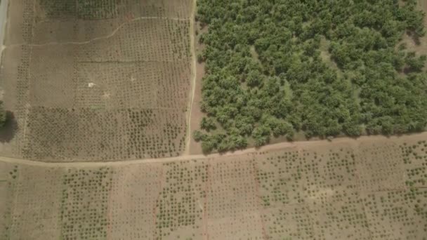 Vista Aérea Birdseye Volando Sobre Pradera Verde Africana Cultivada Campo — Vídeo de stock