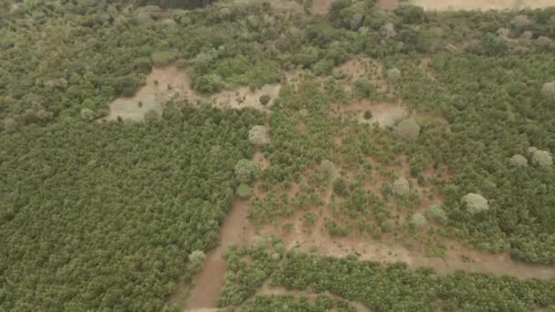 ケニアの田舎の上空からのキリマンジャロの森の空中ドローンビューの斜面 — ストック動画