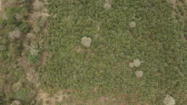 Pentes Forêt Kilimandjaro Vue Aérienne Drone Dessus Campagne Kenyane Birdseye — Video