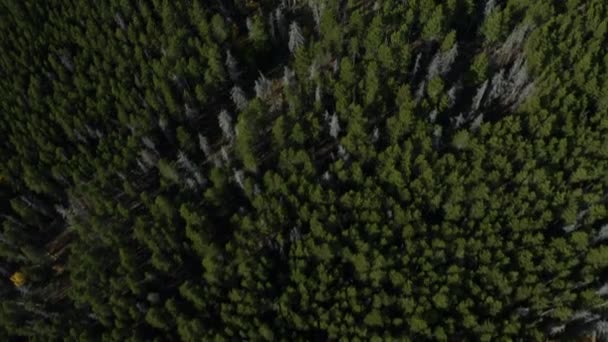Εναέρια Panning Μέχρι Από Φθινόπωρο Aspen Δάσος Χιονισμένα Βουνά — Αρχείο Βίντεο