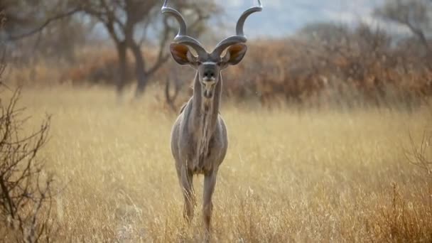 Jonge Mannelijke Kudu Antilope Staren Alarm Namibië Afrika Grasland Savannah — Stockvideo