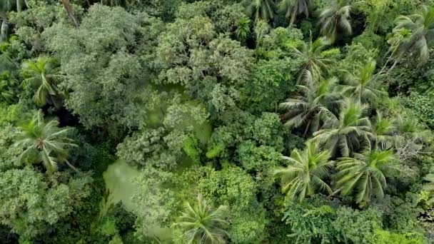 Luftaufnahme Von Tiefgrünem Wald Oder Dschungel Zur Regenzeit — Stockvideo