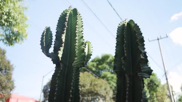Egy Pár Magas Kaktusznövény Mexikóban Egy Utcán Telefonárboccal Háttérben — Stock videók
