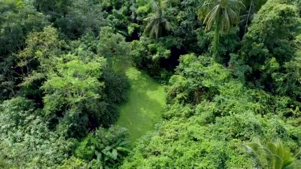 Aerial View Deep Green Forest Jungle Rainy Season — Stock Video