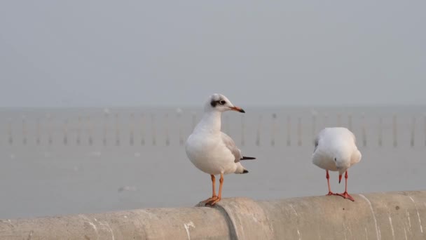 Die Eine Blickt Nach Links Die Kamera Die Andere Dreht — Stockvideo