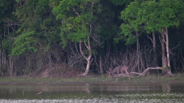 左側に向かって左側の蹄で頭を掻くために停止します 湖での森林の風景 Sambar Deer Rusa Unicolor Thailand — ストック動画