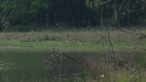 Perched Left Side Branches Fallen Tree Orange Breast Exposed Afternoon — Stock Video