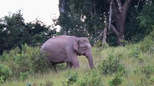 午後の間にサバンナの背の高い草の上を歩く右に行く インドの象 エレファス最大指標 — ストック動画