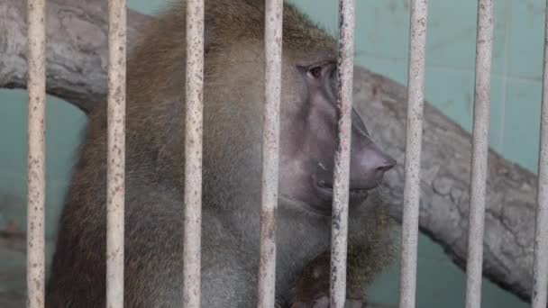 Rhesus Macaque Buscando Aburrido Detrás Las Barras Metal Recinto Primer — Vídeos de Stock