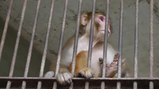 Rhesus Macaque Looking Despondent Metal Bars Enclosure Low Angle Slow — Stock Video