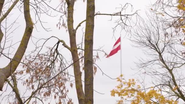 Lettisk Flagga Hösten Synlig Tråg Träd — Stockvideo