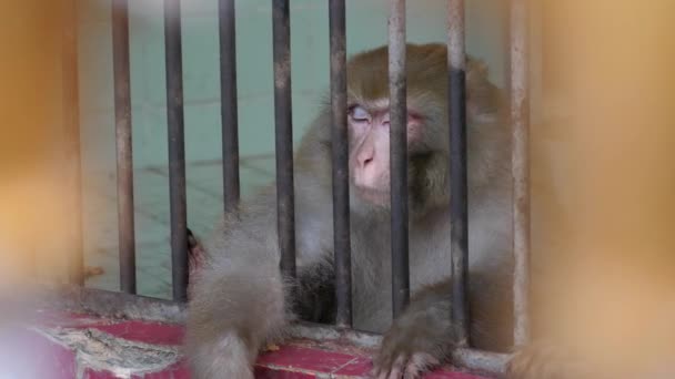 Rhesus Monkey Κοιτάζοντας Προς Κάτω Πίσω Από Μεταλλικές Μπάρες Περιφράξεων — Αρχείο Βίντεο