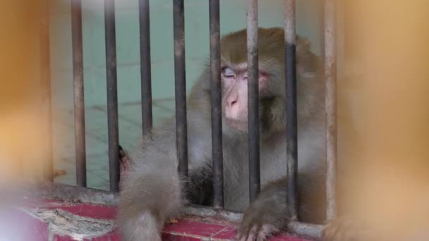 Rhesus Monkey Korumanın Metal Parmaklıklarının Arkasında Aşağı Bakıyor Yavaş Hareket — Stok video