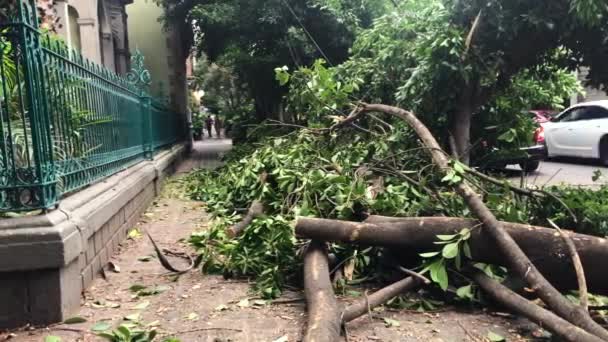 Grands Arbres Abattus Dans Une Rue Mexico — Video