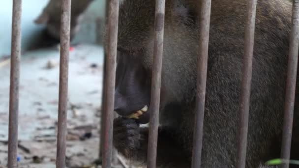 Rhesus Macaque Mastigar Comida Atrás Barras Metal Gabinete Fechar — Vídeo de Stock