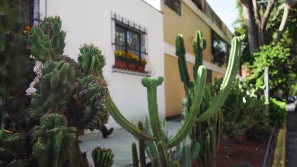 Colorido Grupo Plantas Cactus Con Flores Jardín Calle Tradicional Mexicana — Vídeos de Stock