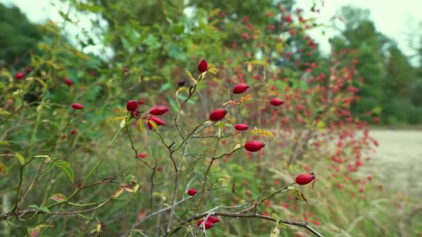 Close Dolly Shot Red Berries Named Dogrose Wilderness Germany Europe — Stock Video