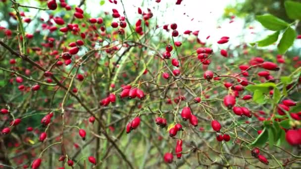 Close Footage Ripe Red Dogorse Berries Growing German Nature Autumn — Stock Video