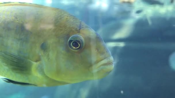 Stora Sötvattensfisk Karp Simmar Med Andra Fiskar Ett Inre Akvarium — Stockvideo