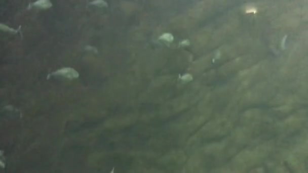 Grote Zoetwaterviskarper Zwemt Met Andere Vissen Een Binnenaquarium Live Video — Stockvideo