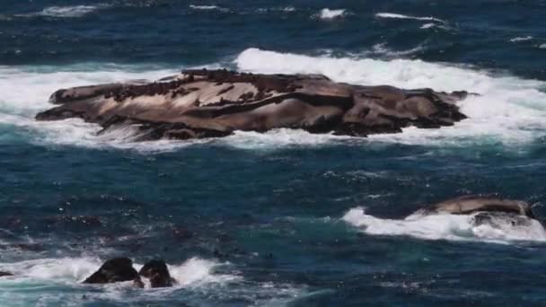 Focas Las Rocas Océano — Vídeos de Stock