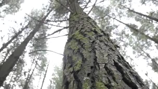 Dívám Lesní Půdy Borovice Blíží Obloze Circling Cinematic Shot — Stock video