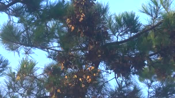 Mariposas Monarca Agrupándose Pinos Nativos Para Mantenerse Calientes Invernando — Vídeo de stock