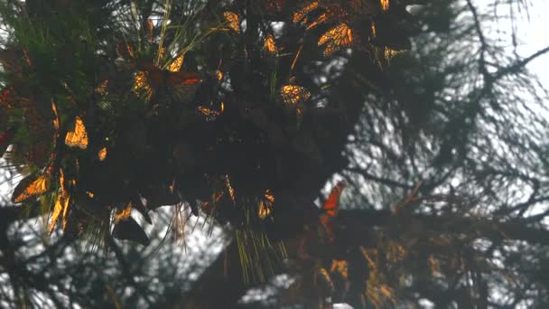 Papillons Monarques Essayant Rester Chaud Après Une Tempête — Video