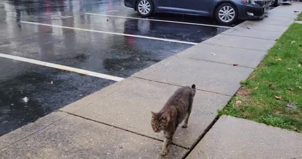 Gato Tabby Llega Casa Después Estar Atrapado Afuera Bajo Lluvia — Vídeo de stock