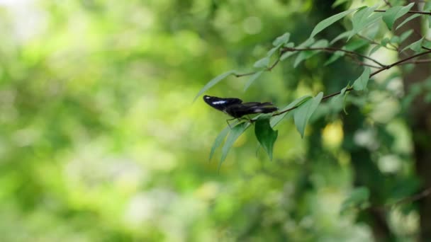 Czarny Motyl Zielonych Liściach Ogrodzie Przyrody — Wideo stockowe