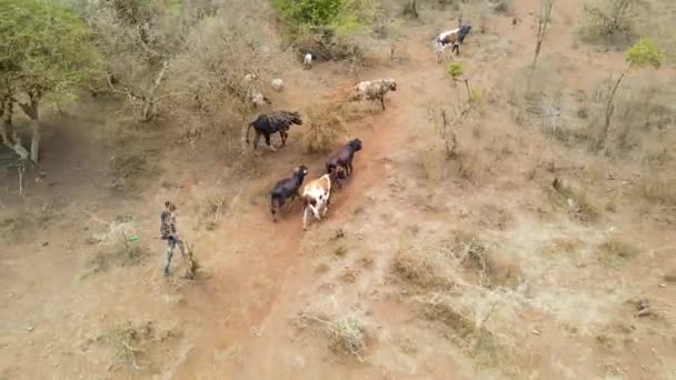 ケニアの田舎の未舗装の道路上の羊飼いの牛の空中 — ストック動画
