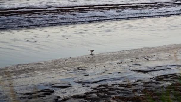 Oiseau Marche Lentement Cherche Des Poissons Héron Chasse Les Poissons — Video