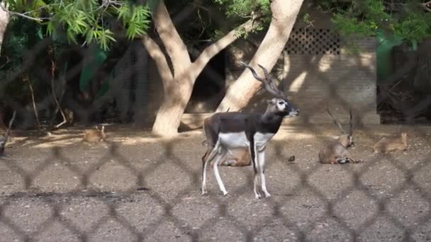 Elands Con Cuernos Espirales Recinto Zoológico Karachi Pakistán — Vídeos de Stock