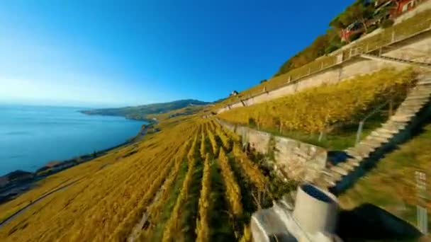 Vinodlingar Lavaux Och Utsikt Över Cully Village Lausanne Schweiz Europa — Stockvideo