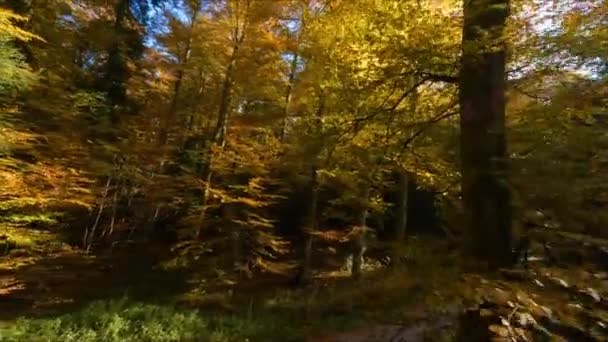 Flyg Genom Den Vackra Höstskogen Jorat Woods Nära Lausanne Vaud — Stockvideo