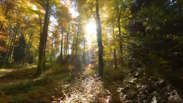 Leuchtend Gelbes Und Orangefarbenes Laub Jorat Woods Bei Lausanne Waadt — Stockvideo