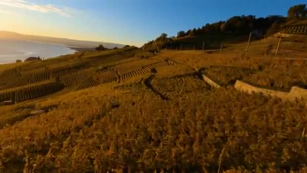 Vacker Solnedgång Landskap Lavaux Vineyards Nära Aran Village Vaud Schweiz — Stockvideo
