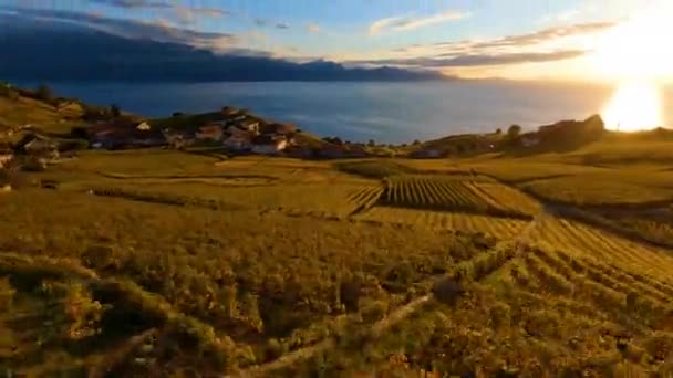 Volando Sobre Hermoso Viñedo Lavaux Hacia Pueblo Aran Suiza — Vídeo de stock