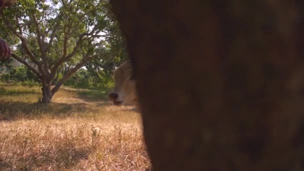 Baby Står Och Ser Sig Omkring Hage Med Några Träd — Stockvideo