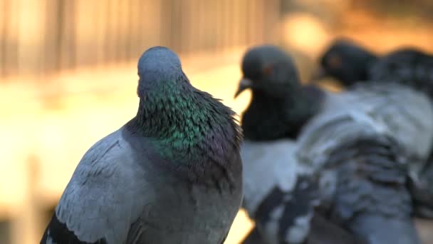 Piccione Appoggiato Balcone Grattandosi Piume — Video Stock