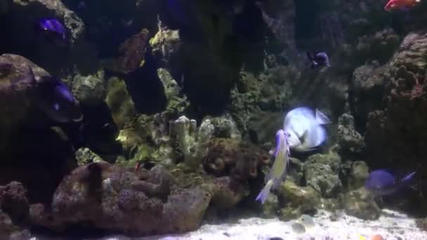 Bel Aquarium Eau Douce Avec Des Plantes Vertes Nombreux Poissons — Video